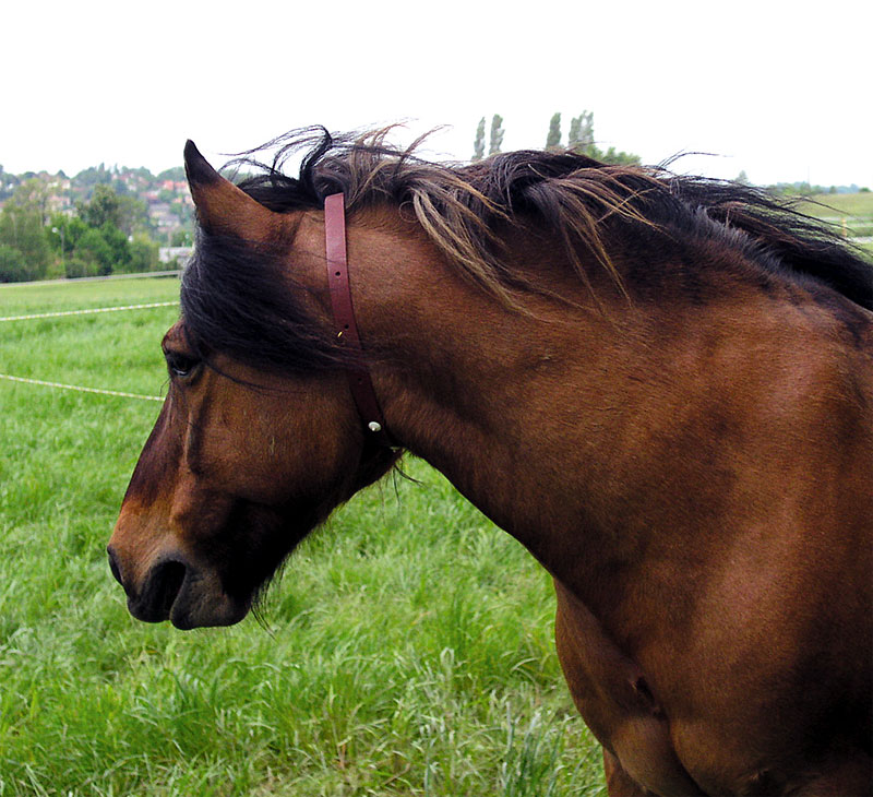 Fly Repellent Collar on Horse