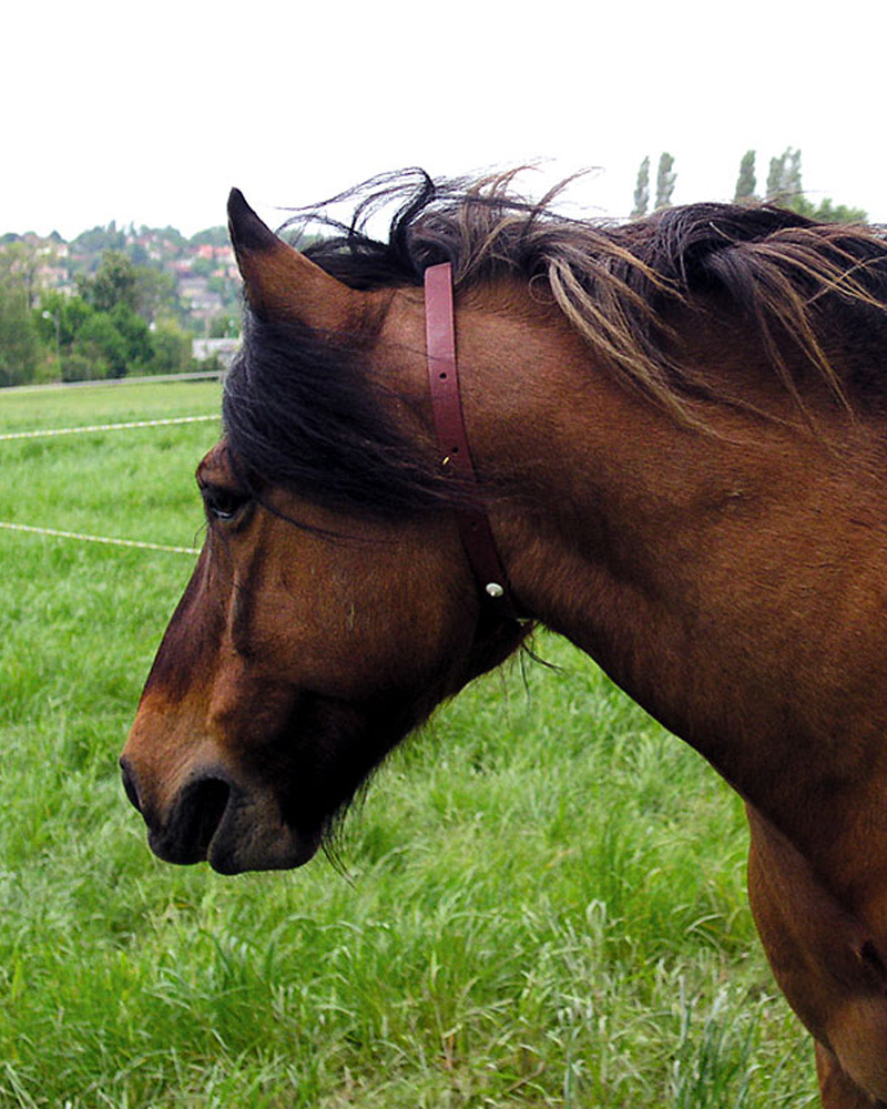Horse wearing fly repellent collar